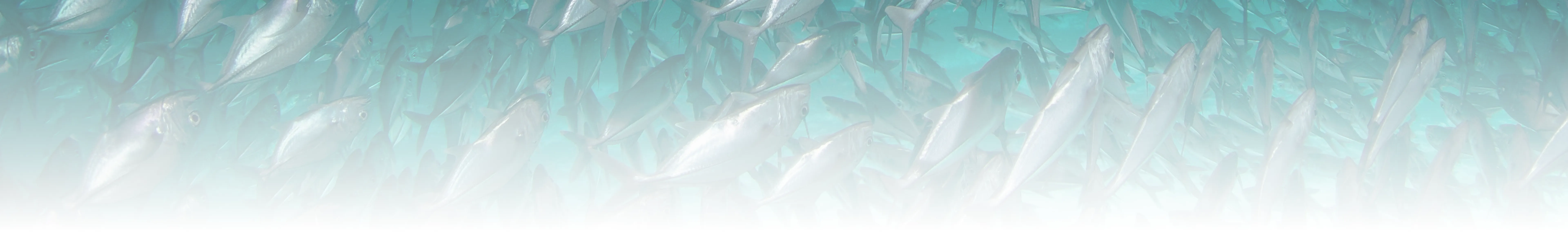 Core Product Capabilities