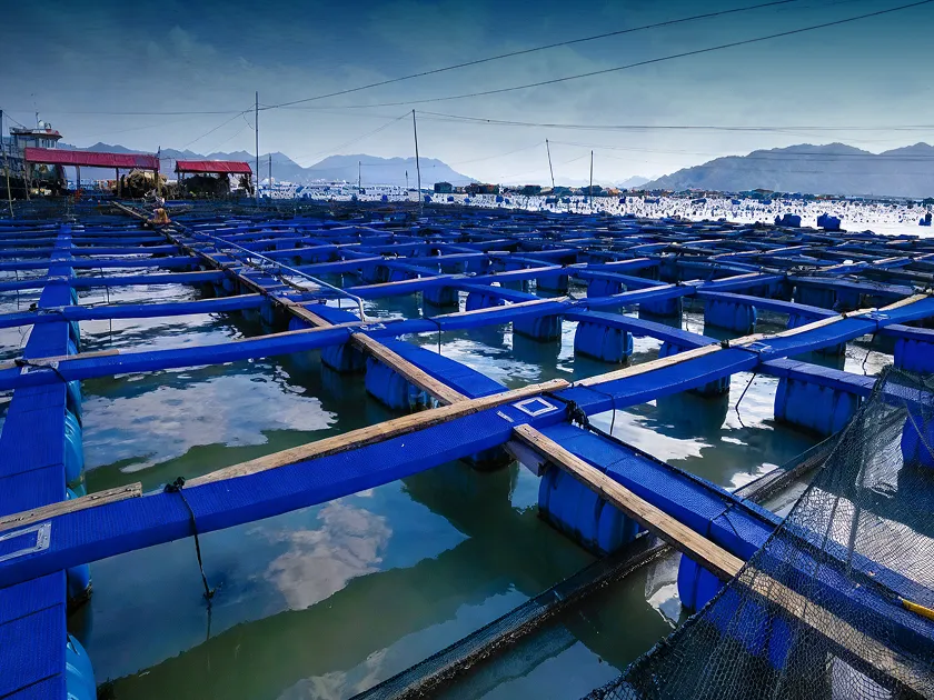 Sea-cage aquaculture project in Luoyuan, Fujian